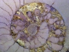ammonit-geschliffen.jpg