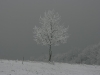 winter-im-hainich-7.jpg